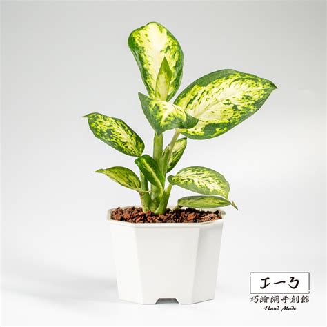 花葉萬年青|花葉萬年青 Dieffenbachia seguine｜家居植